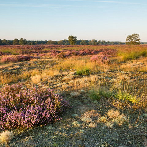 Weert grenspark Kempen-Broek